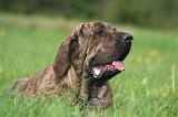 FILA BRASILEIRO 045